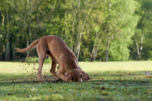 땅을 파고 있는 강아지 사진