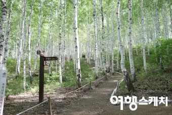 출렁이는 숲의 전설 미스터리_11