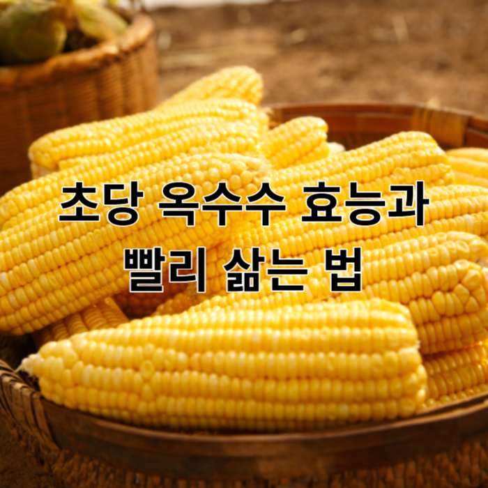 초당 옥수수 사진