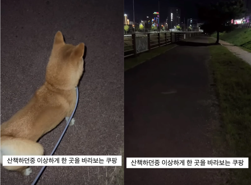 "계단 아래 살필 때 소름이 쫙…" 강아지랑 밤산책 도중 견주를 섬뜩하게 만든 사연 (+영상)