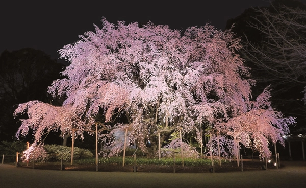 일본 벚꽃 명소 리쿠기엔