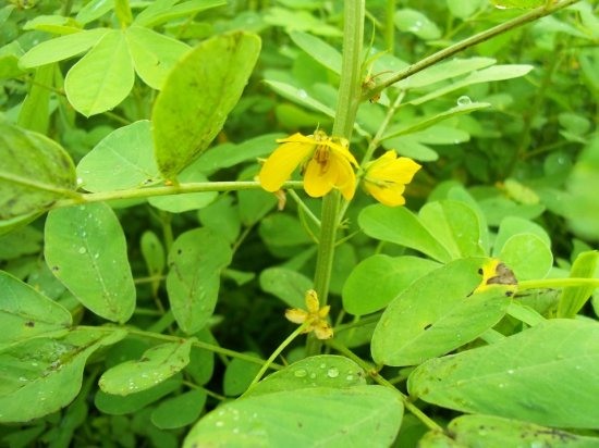 칼세도니 차의 효과