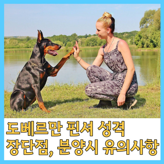  도베르만 핀셔 성격, 장단점, 분양시 유의사항
