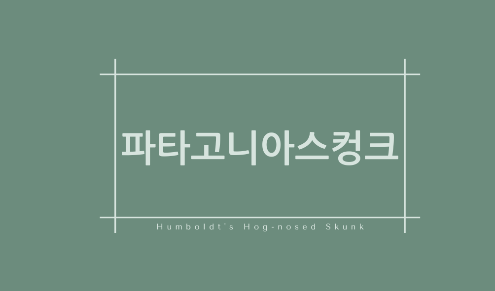 파타고니아스컹크(Humboldt's Hog-nosed Skunk)