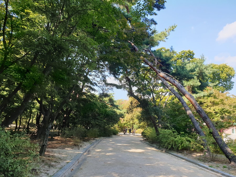 창경궁의-대온실가는-숲길