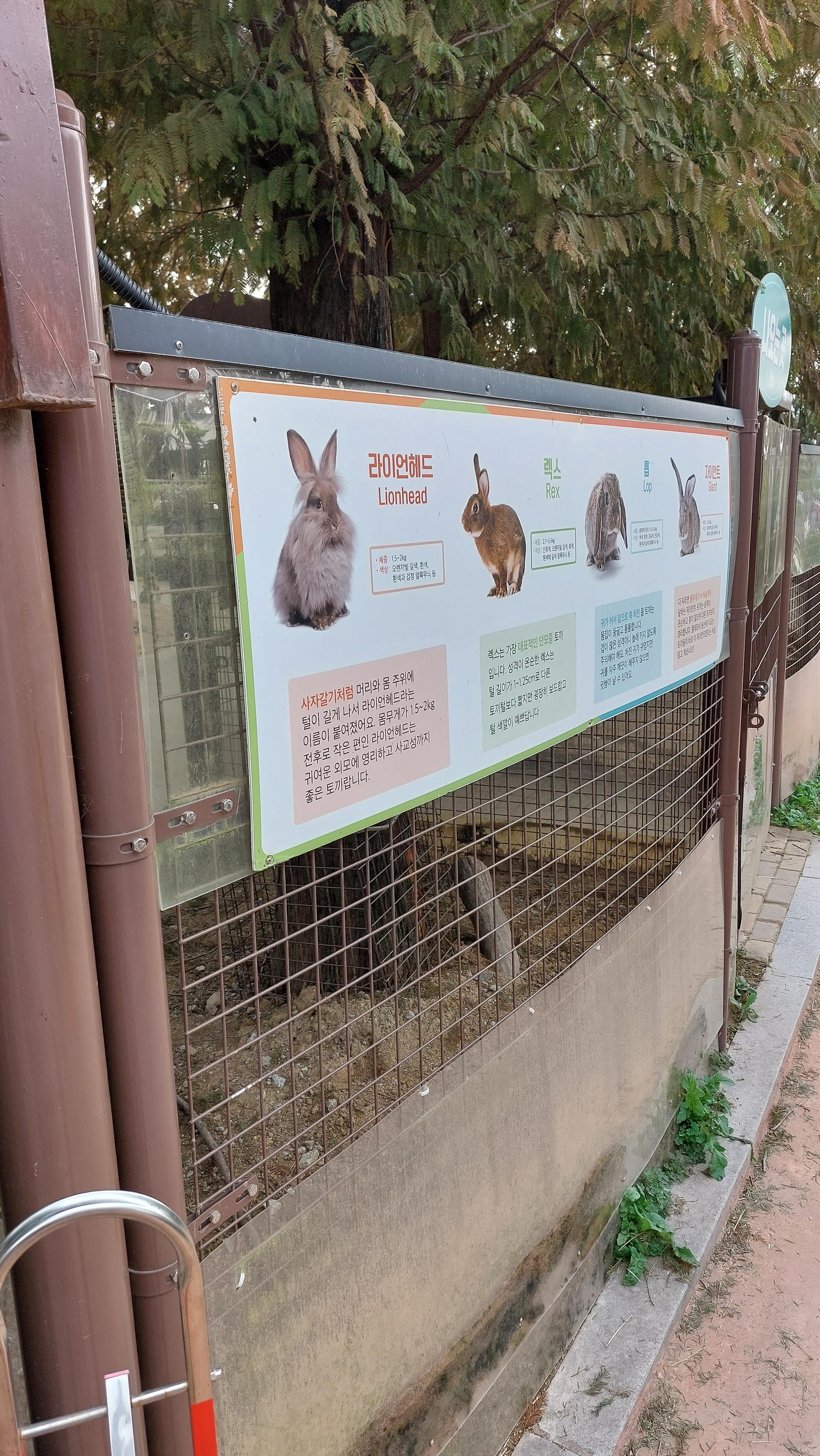 토끼먹이주기 체험장에 있는 토끼 종류