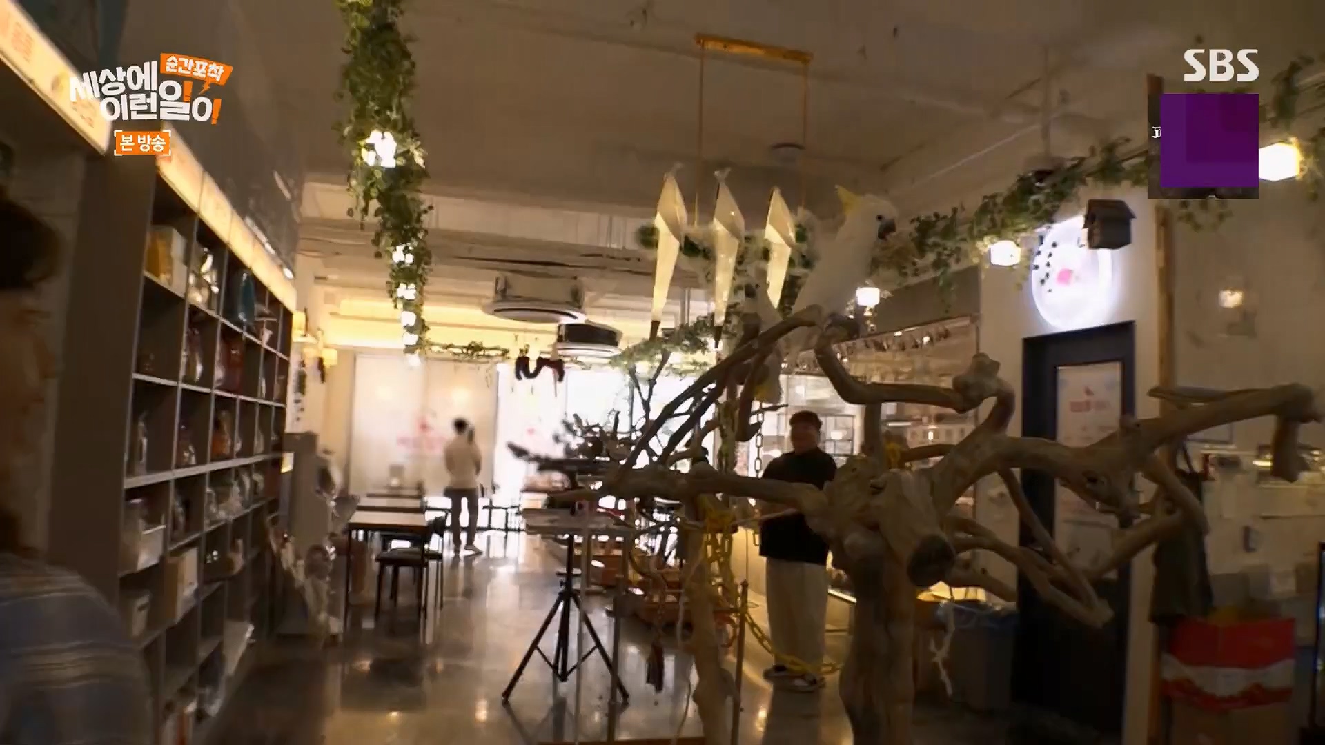 순간포착 세상에 이런일이.E1246.230916p.H264-F1RST.mp4_20230917_171120.298.jpg