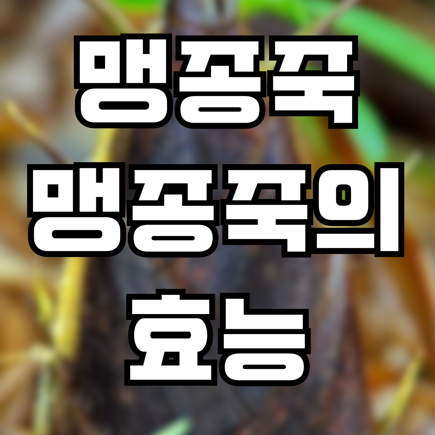  맹종죽, 맹종죽의 효능