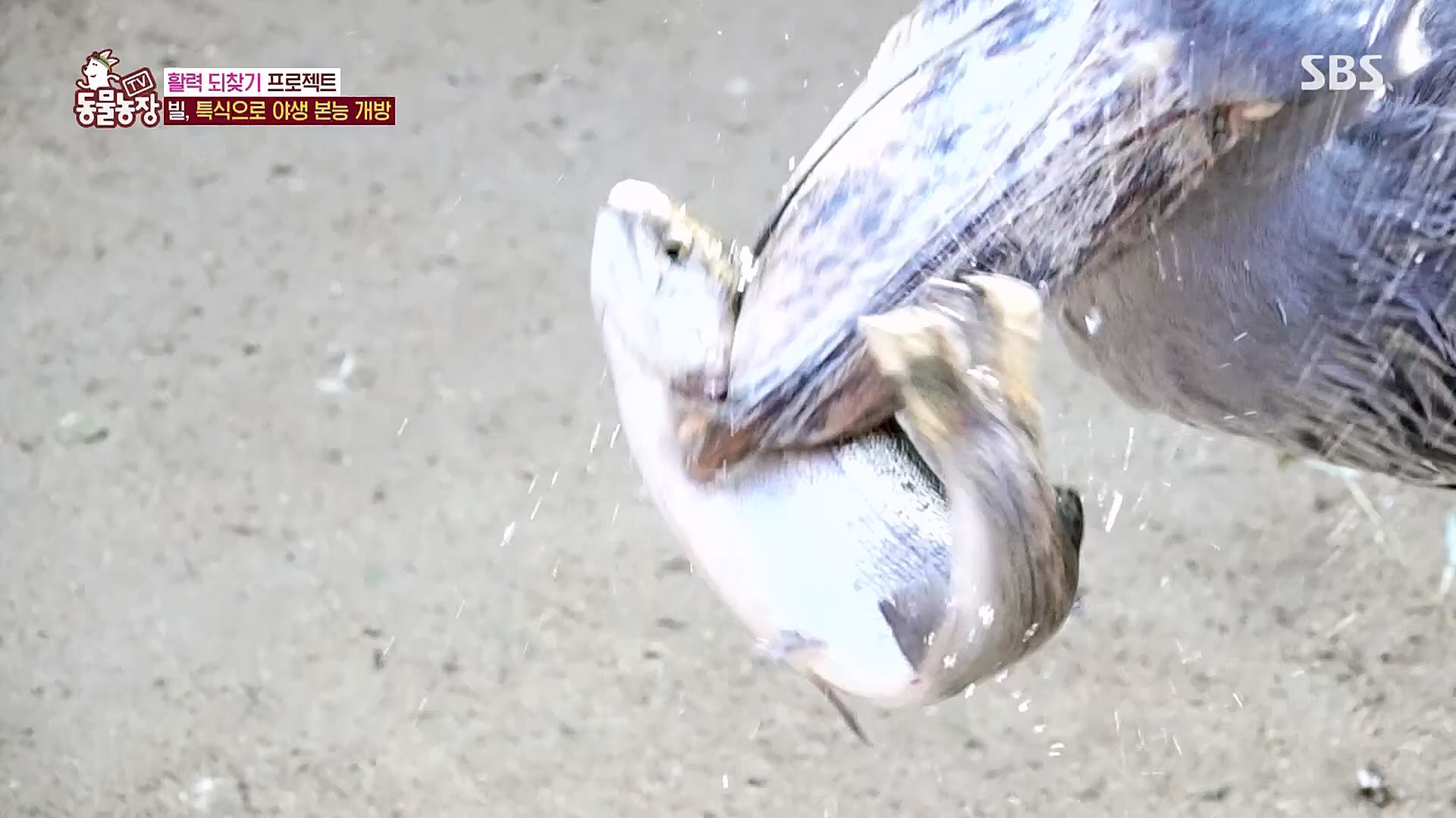 TV 동물농장.E1106.230129p.H264-F1RST.mp4_20230130_192738.806.jpg