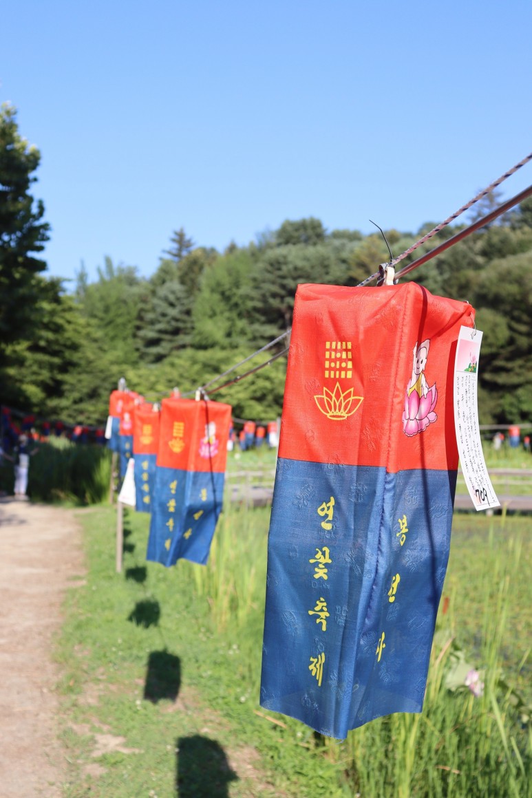 봉선사 연꽃 피는 시기 꽃놀이 합니다~경기도 연꽃축제 남양주여행 18