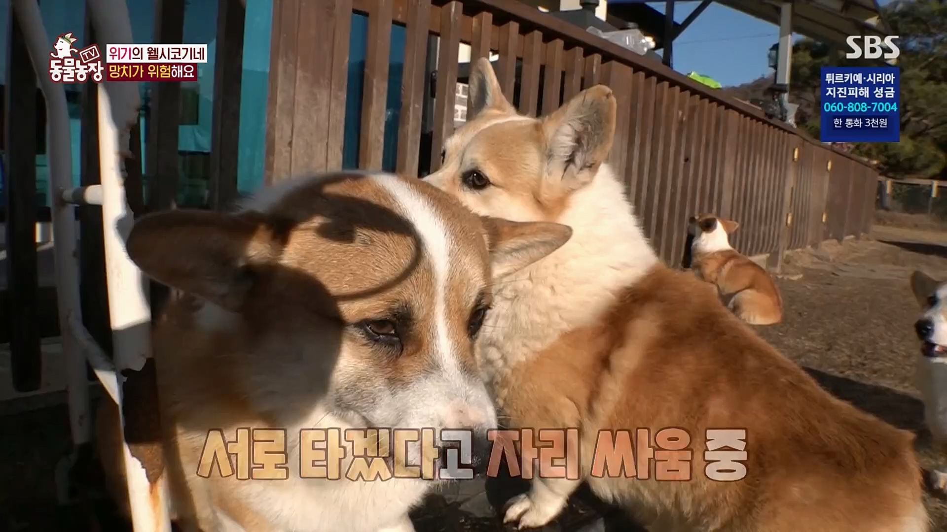 TV 동물농장.E1108.230212p.H264-F1RST.mp4_20230212_182140.479.jpg