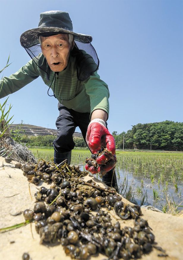  남미산 우렁이의 배신 우렁각시인줄 알았는디, 벼농사 베려부렀네 친환경농사 ‘효자’ 였지만 온난화로 덩치 커지고 번식 폭발 이젠 어린 모 갉아먹는 골칫덩이