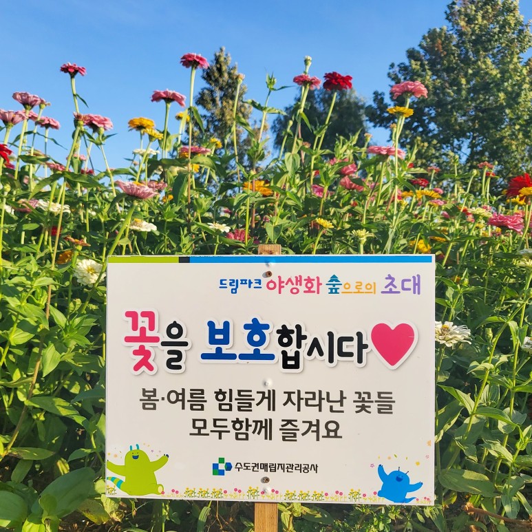 야생꽃한 가득 가을 향기 1