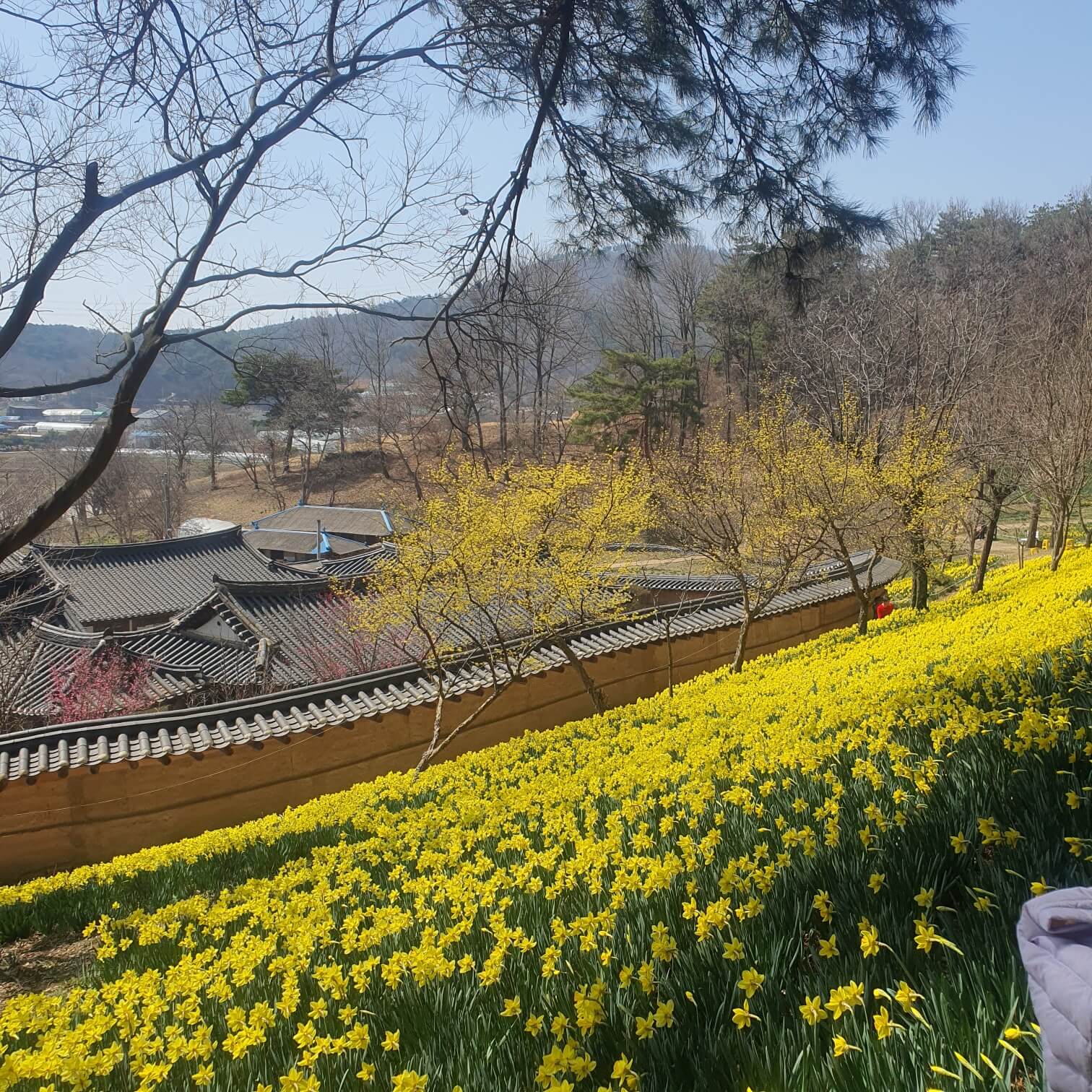 오가닉 룸 하우스 - 나르시스