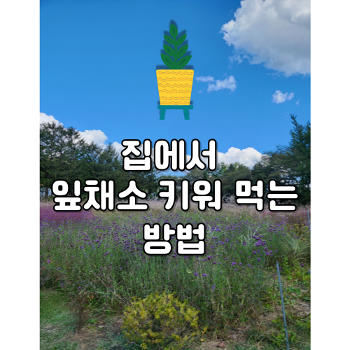 집에서 잎이 많은 채소를 재배하는 방법 1