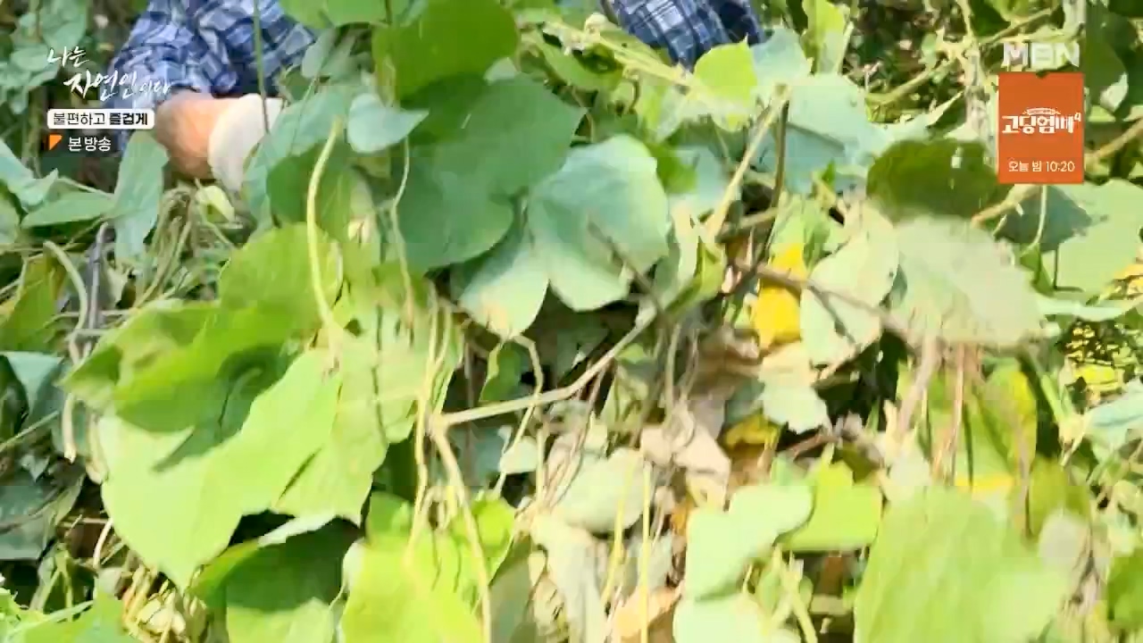 나는 자연인이다.E566.230810p.WANNA.mp4_20230810_202558.355.jpg