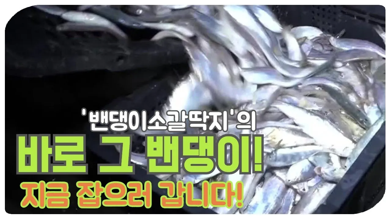 밴댕이 소갈딱지 뜻 사용 방법 용례 예시_5