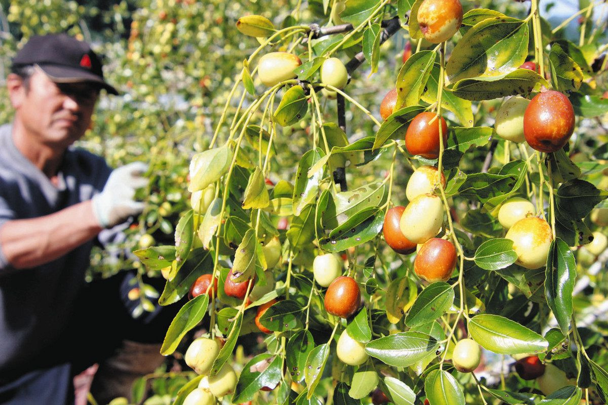 대추나무 심는시기, 품종 재배법