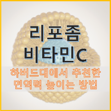리포솜 비타민 C 면역력을 높이는 방법