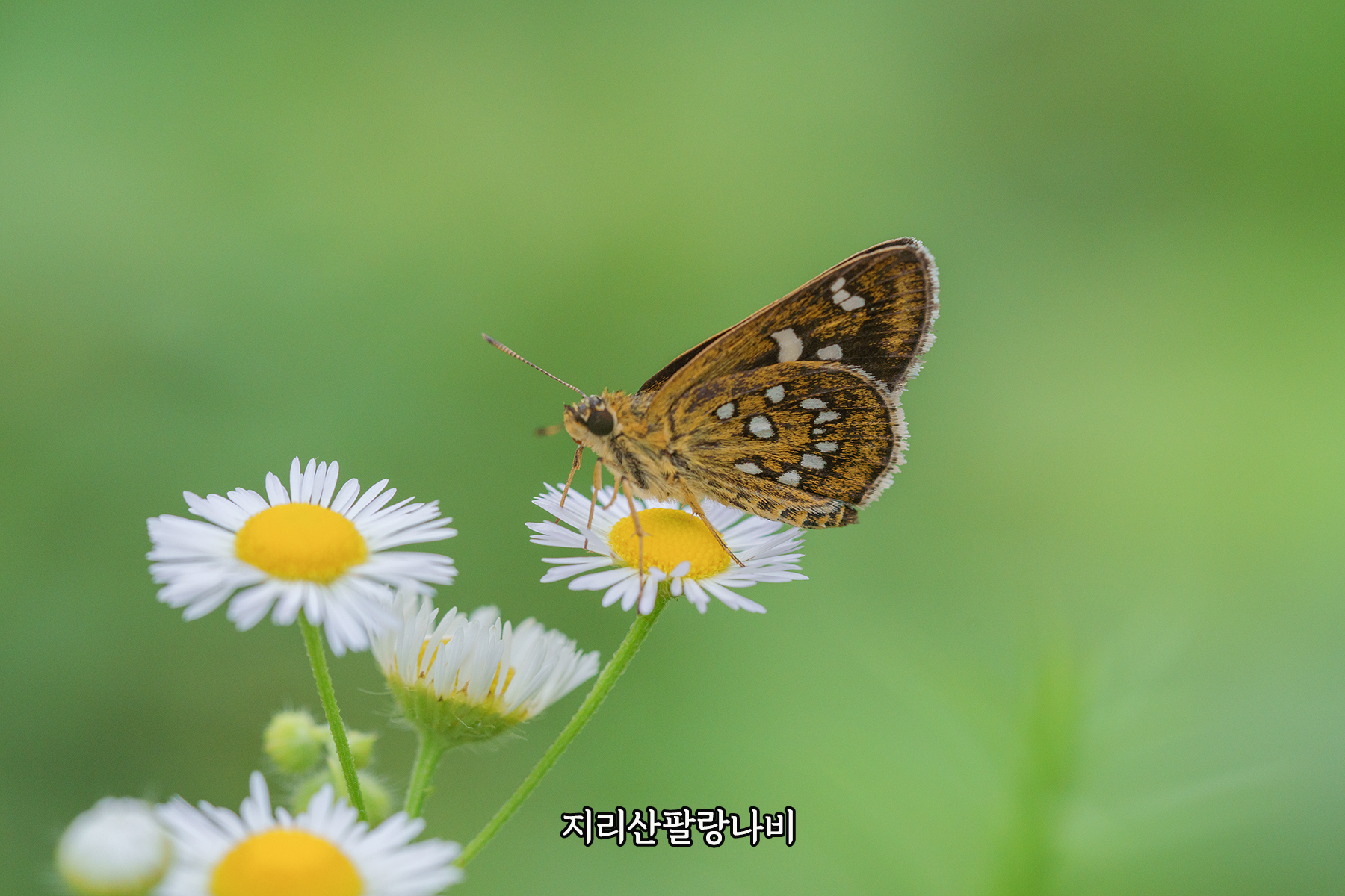 나비 이미지