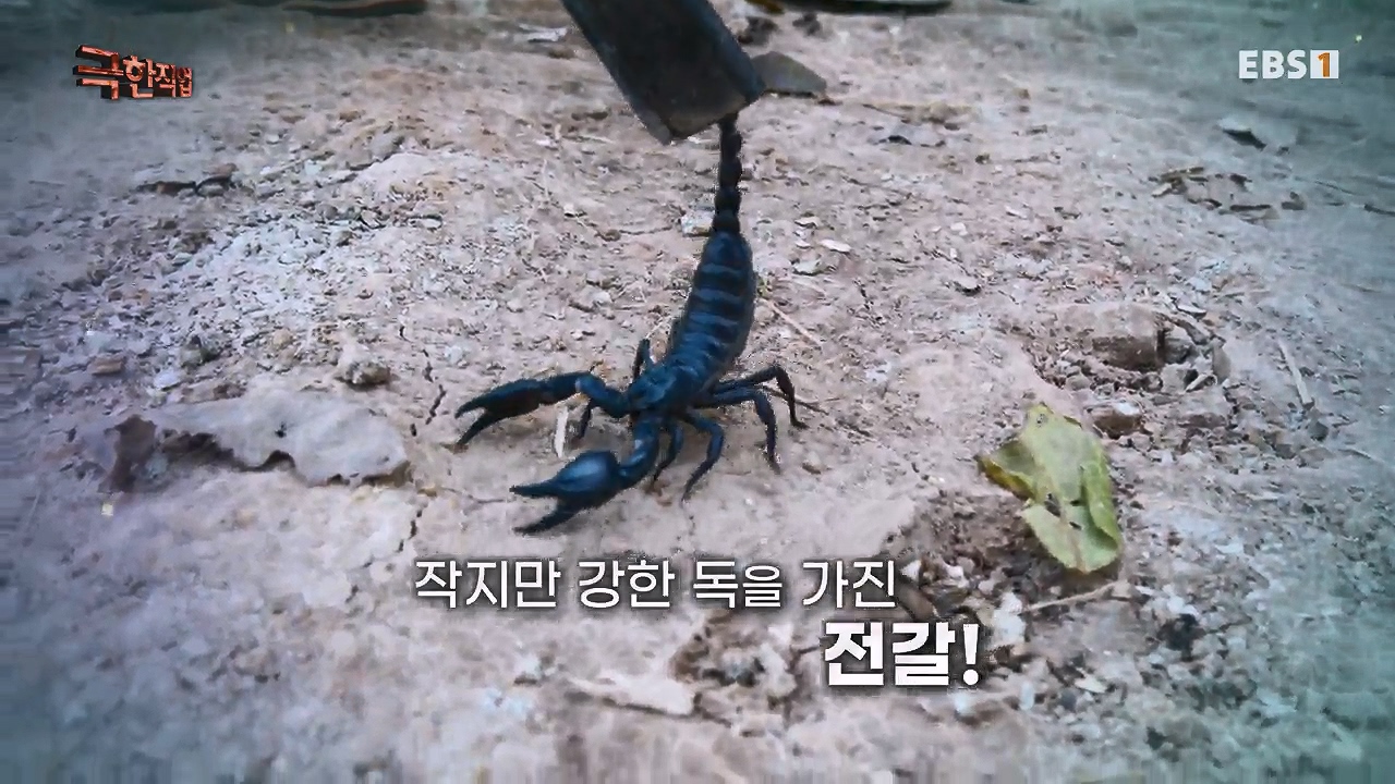 TV - 전 국민의 평생학교 EBS캄보디아 - 독충을 잡는 사람들.mp4_20230501_170647.938.jpg