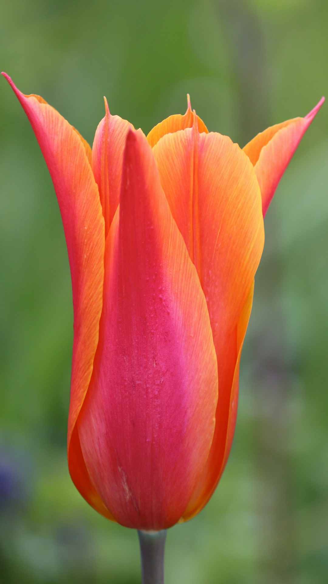 Tulip Flower iPhone Wallpaper