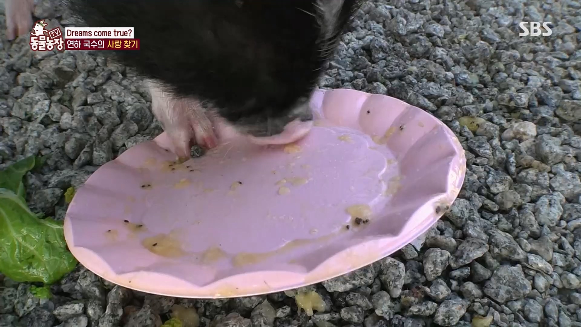 TV 동물농장.E1107.230205p.H264-F1RST.mp4_20230205_173949.855.jpg