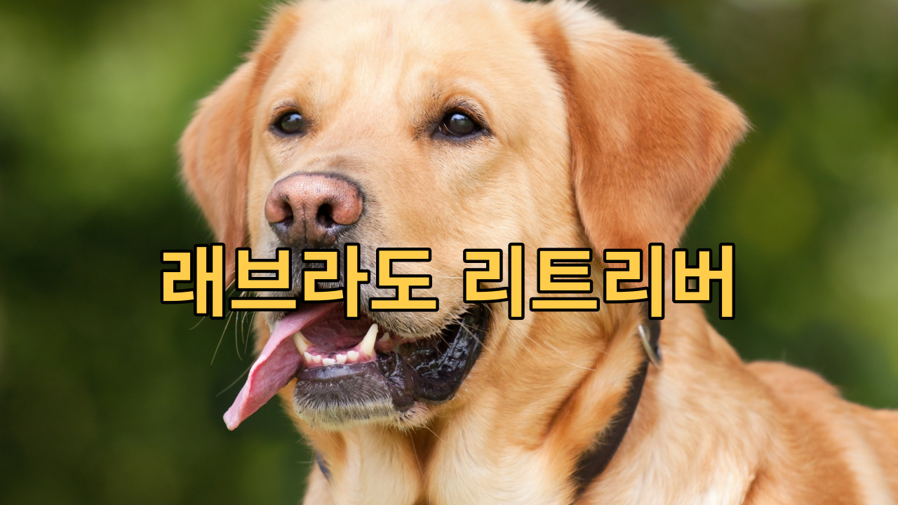  래브라도 리트리버 세계에서 가장 인기있는 반녀견입니다.
