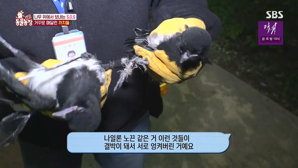 TV 동물농장.E1126.230625p.H264-F1RST.mp4_20230626_204304.605.jpg