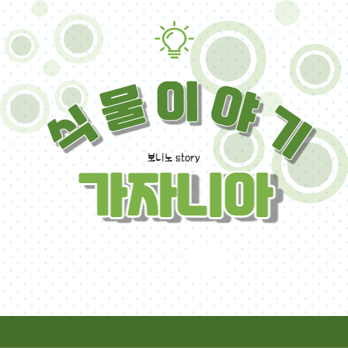 식물-이야기-가자니아-꽃에-대해-알아보자-사진