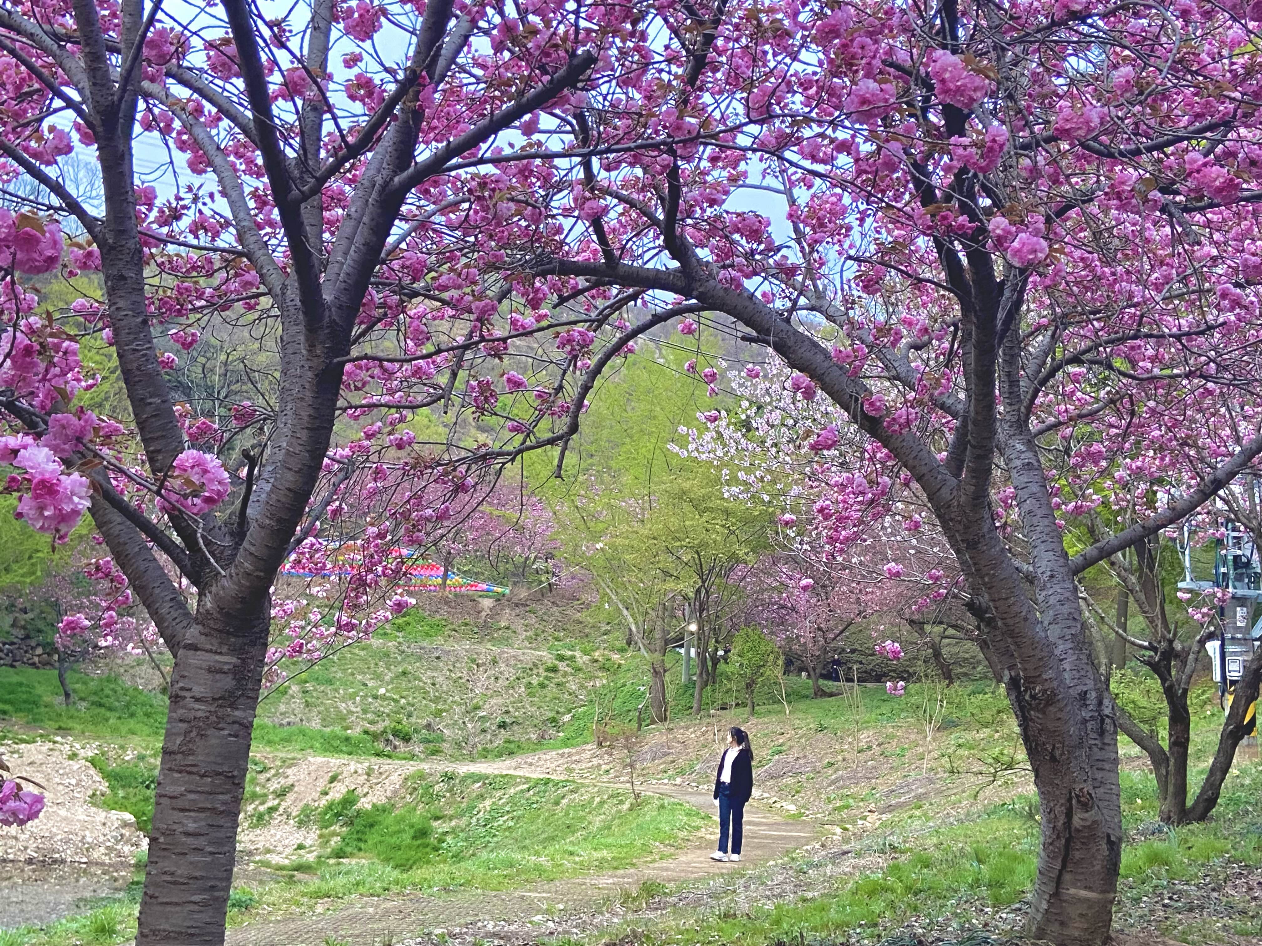 서산 겹벚꽃