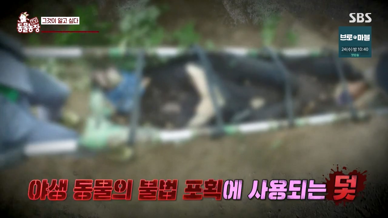 TV 동물농장.E1155.240122p-NEXT.mp4_20240121_145930.802.jpg