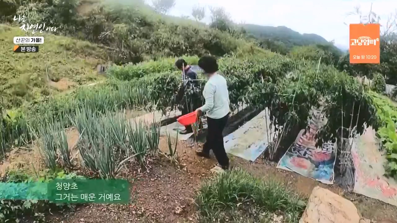나는 자연인이다.E574.231005p-NEXT.mp4_20231005_200554.468.jpg