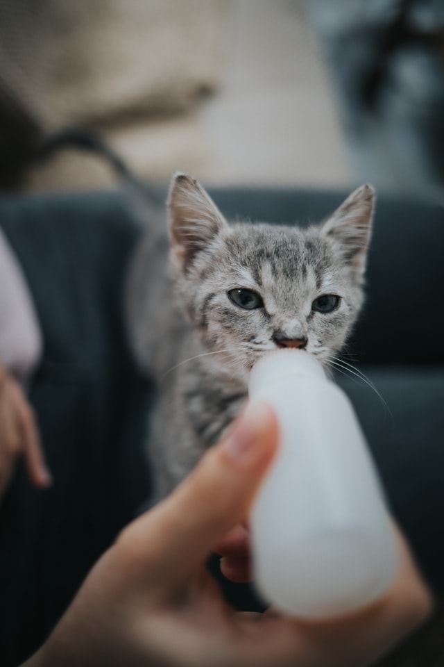 고양이 먹으면 안되는 음식