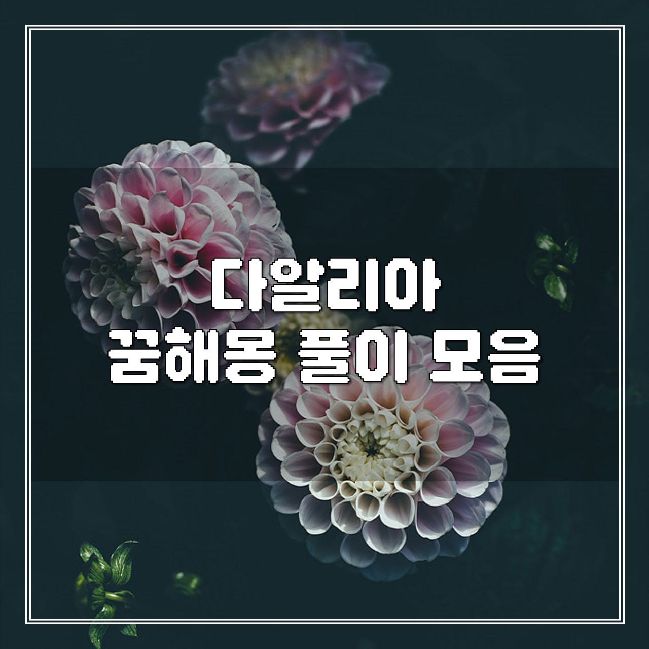 다알리아 꿈, 꿈해몽 풀이 모음 썸네일