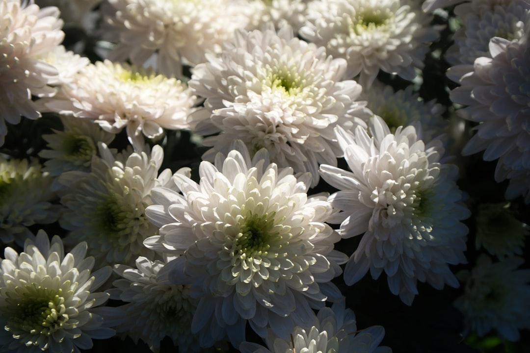 Chrysanthemum