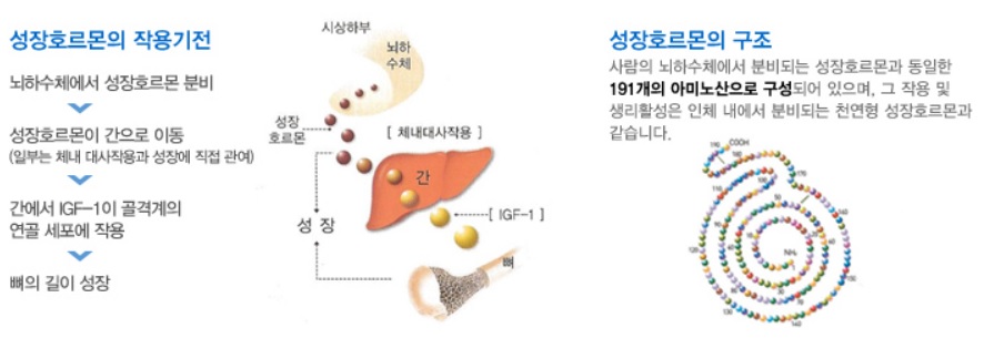 성장호르몬 작용기전