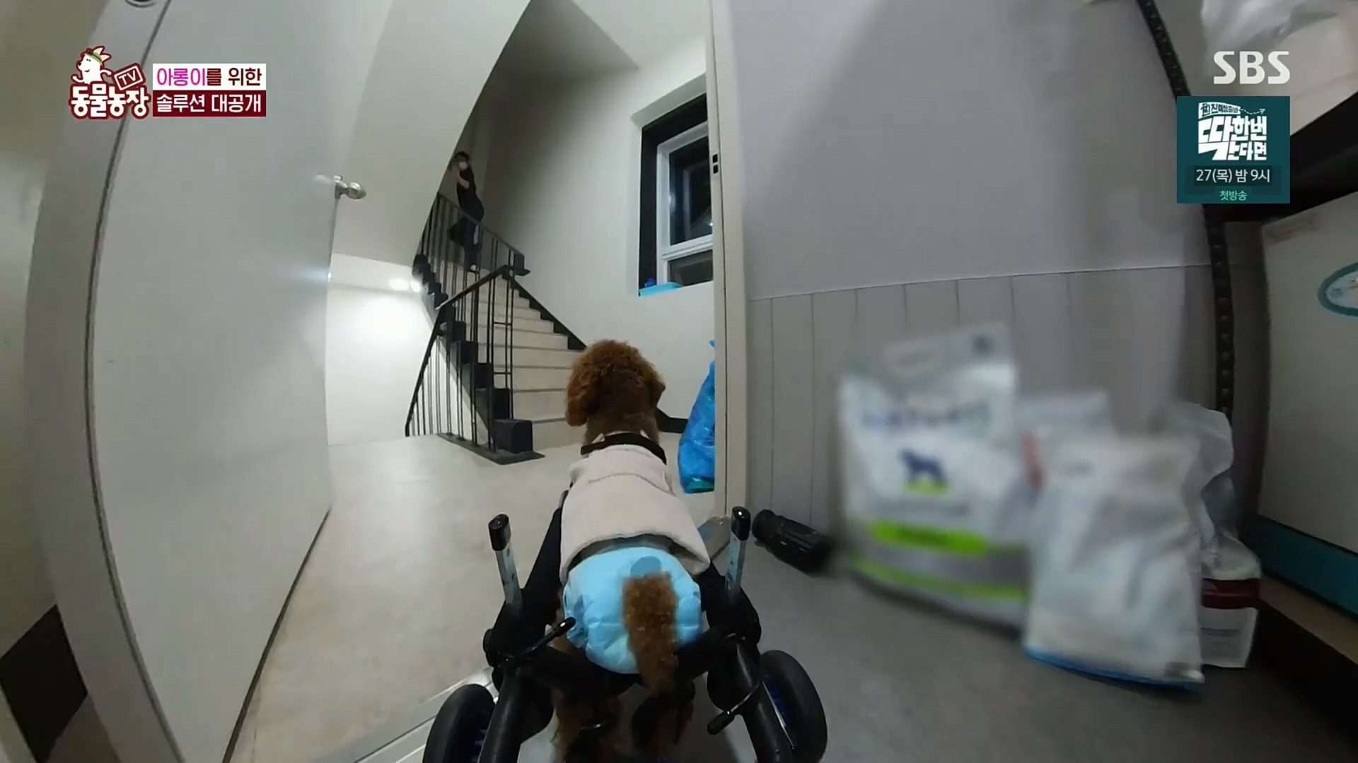 TV 동물농장.E1092.221023p.H264-F1RST.mp4_20221023_182750.215.jpg