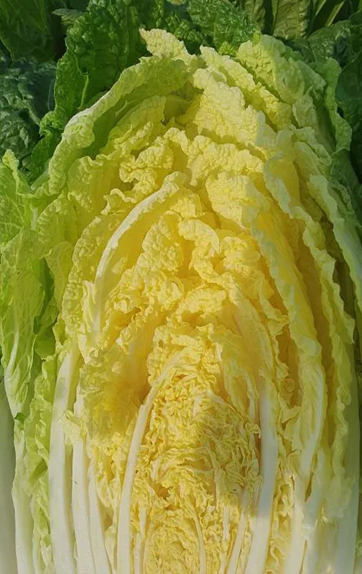 칠곡태자딸기