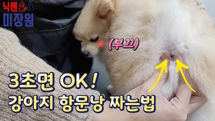 강아지 항문낭 압출법 염증 방지 필수 관리_7