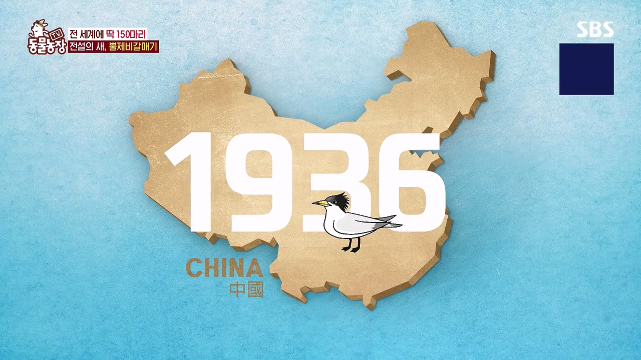 TV 동물농장.E1181.240722p-NEXT.mp4_20240721_165556.388.jpg