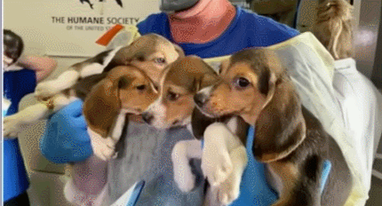 충격! 파우치 실험용 비글 강아지 4천마리 구출 VIDEO: Beagles freed from Dr. Fauci&#39;s testing lab