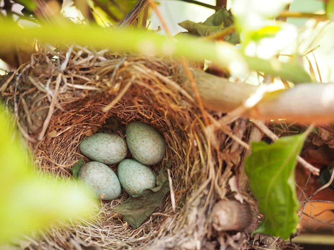 Nest