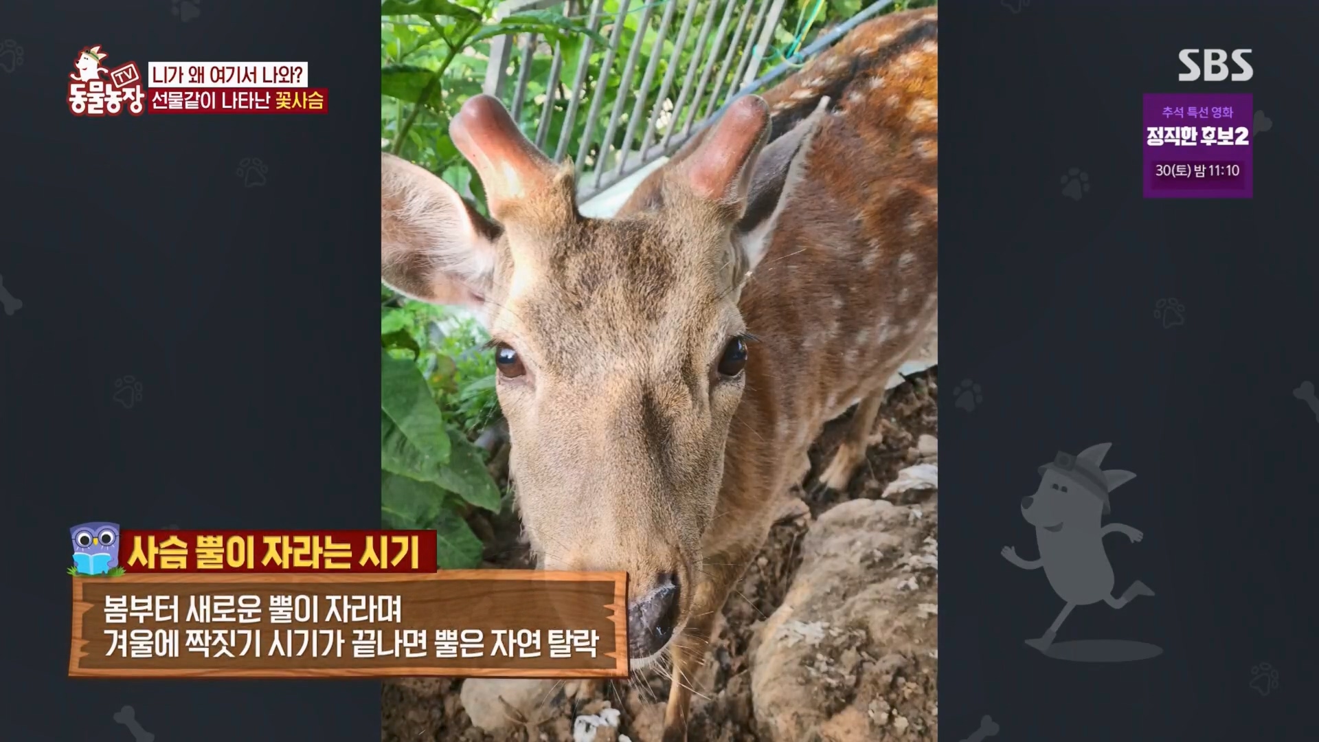 TV 동물농장.E1139.230924p.H264-F1RST.mp4_20230924_171708.468.jpg