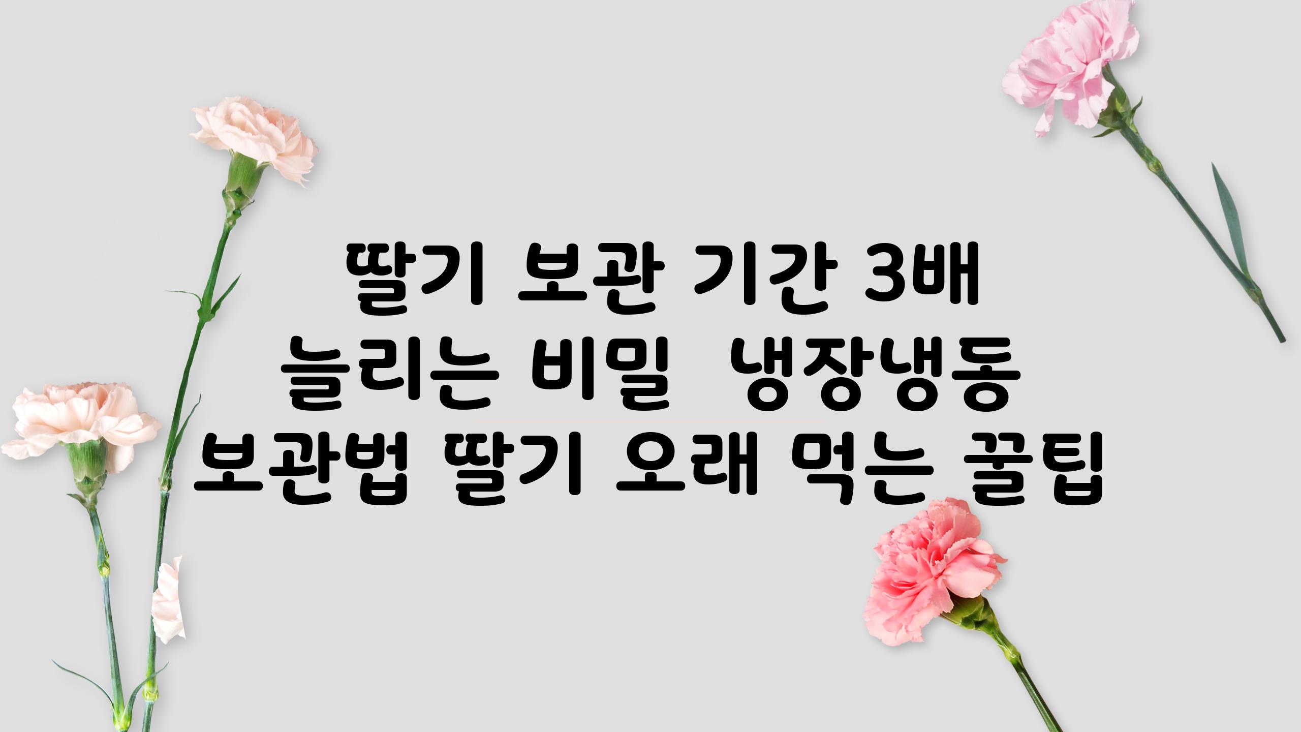  딸기 보관 날짜 3배 늘리는 비밀  냉장냉동 보관법 딸기 오래 먹는 꿀팁