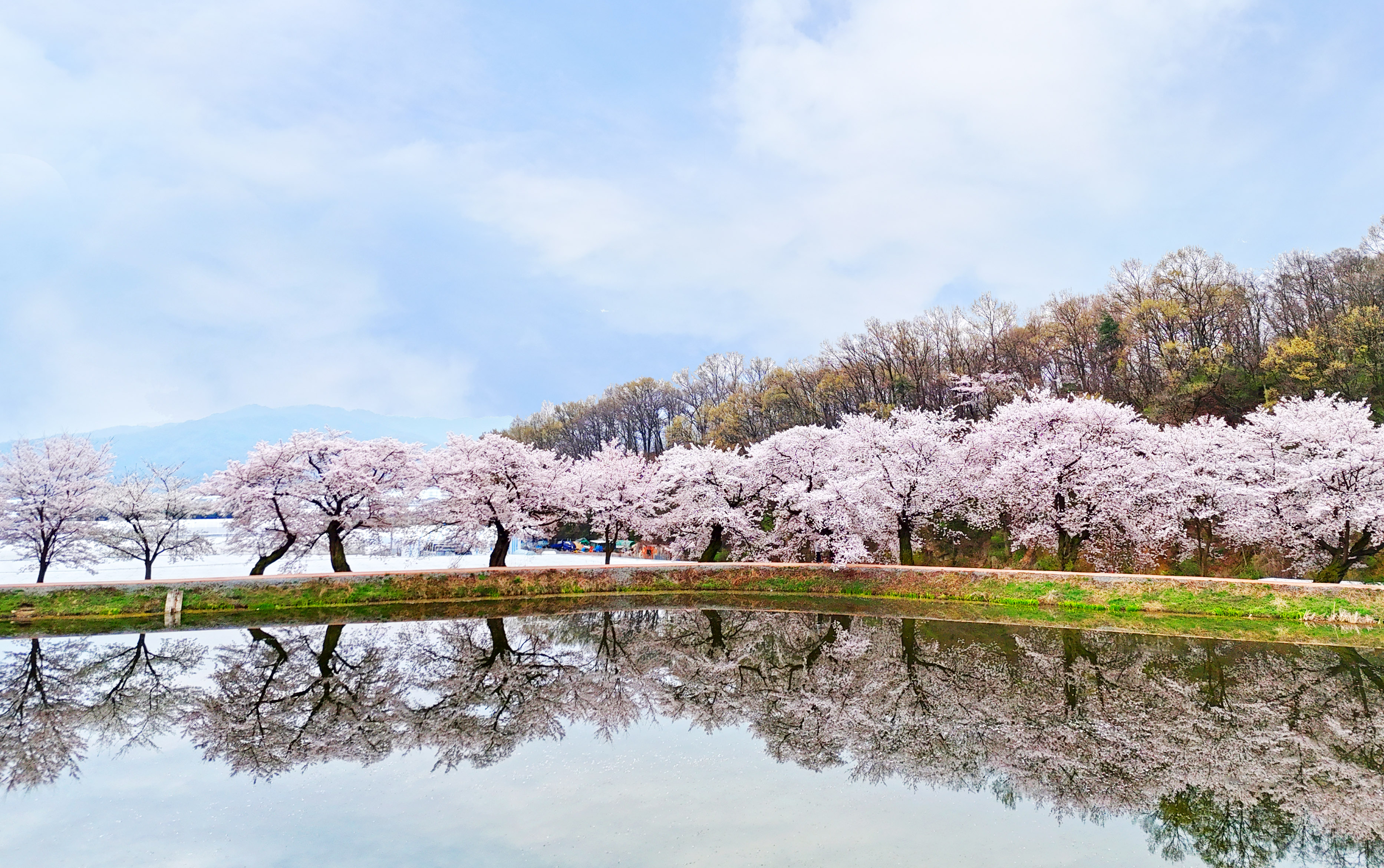 김천 외입석지 벚꽃