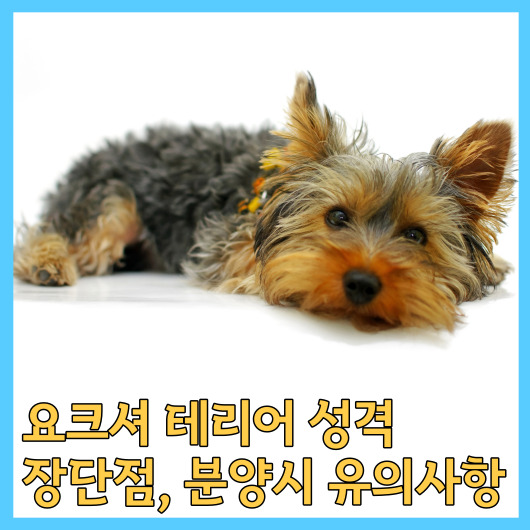  요크셔 테리어 성격, 장단점, 분양시 유의사항