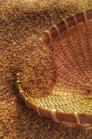 곡물 grain