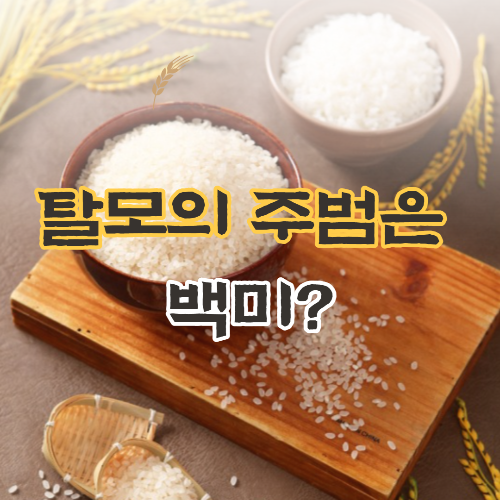  탈모의 주범은 백미?