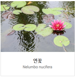 연꽃
